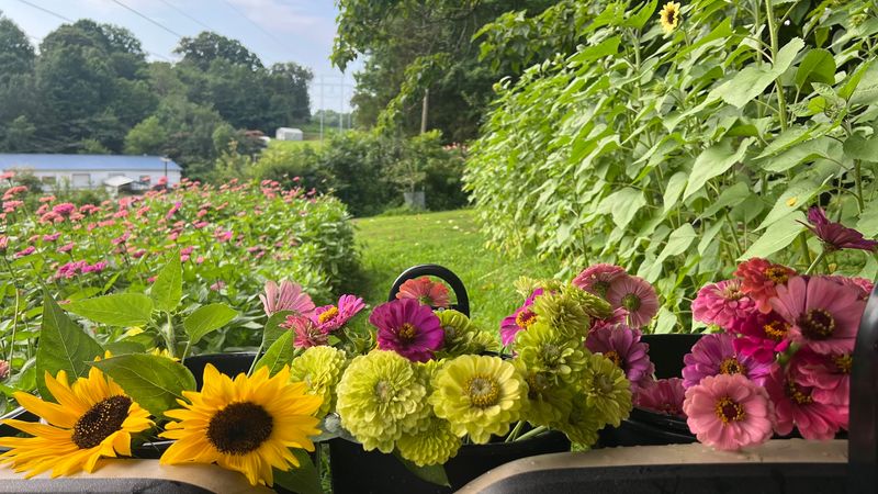 Harvest Creek Flower Farm, Lenoir City