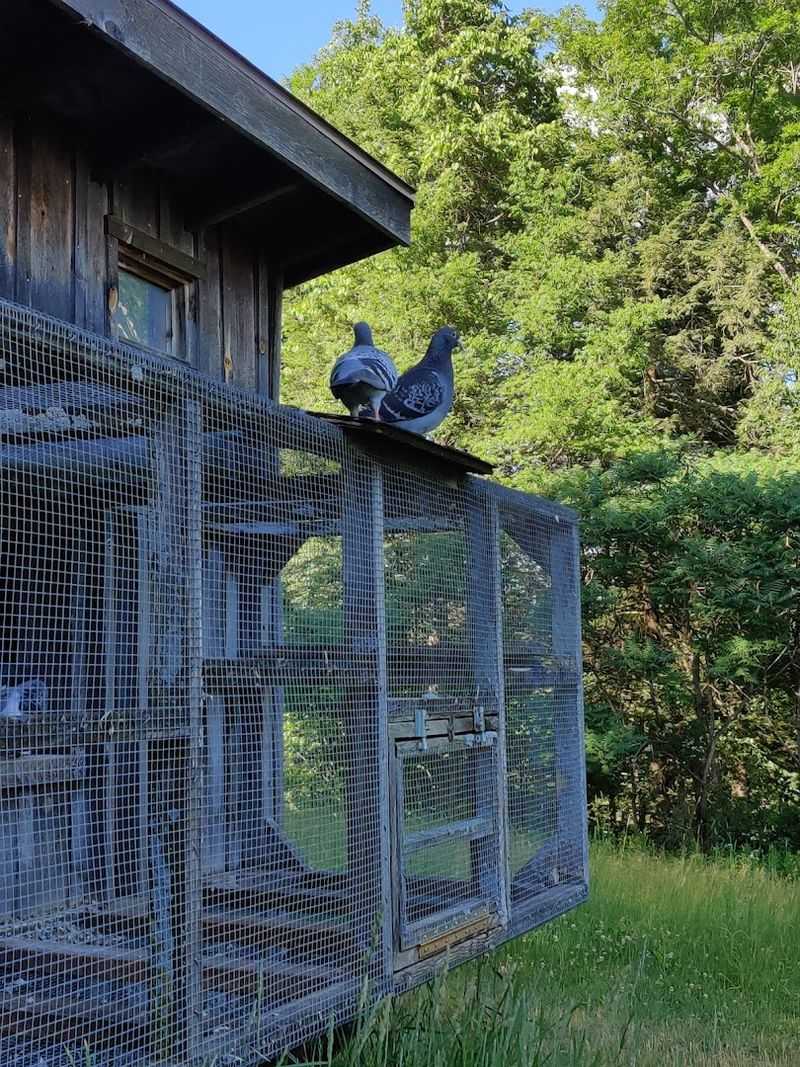 Planning Your Visit To Johnson Hill Farm In Shelburne Falls