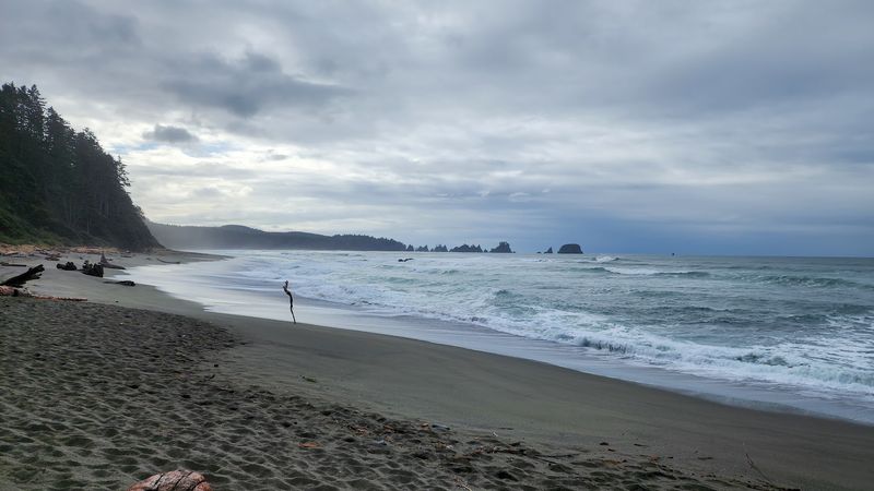 Flora Native To Rugged Beach Ecosystems