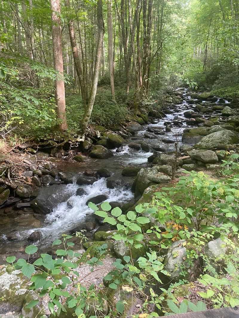 What The Trail Through Old-Growth Hemlock Forest Actually Feels Like