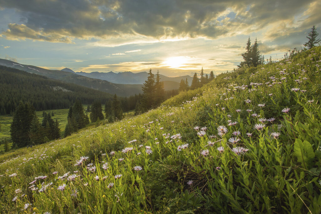 Wildflower galore in Colorado mountains during summer (Holly Blando photo)