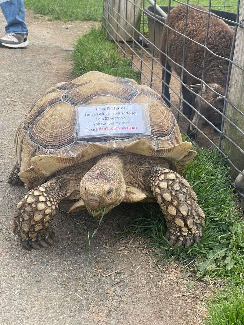 The Reptile Ranch Brings Unexpected Excitement