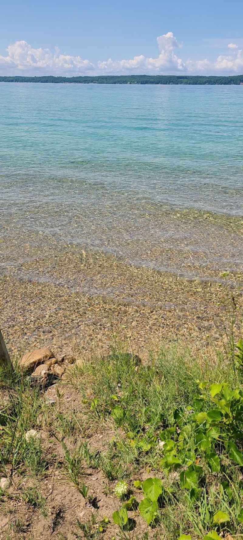 Local Flora Surrounding The Lake