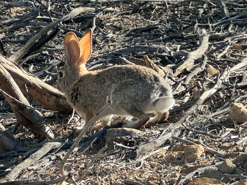 Wildlife Watching Is One Of The Biggest Payoffs