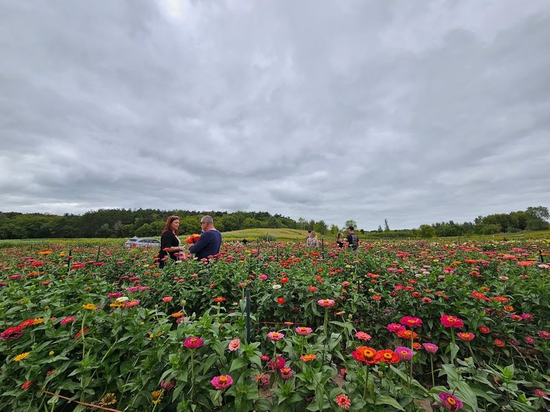 The Farm Opens For U-Pick Blooms In Summer