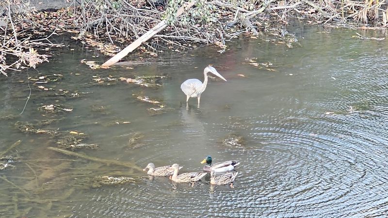 Birdwatchers Get Plenty To Look For Around The Lake