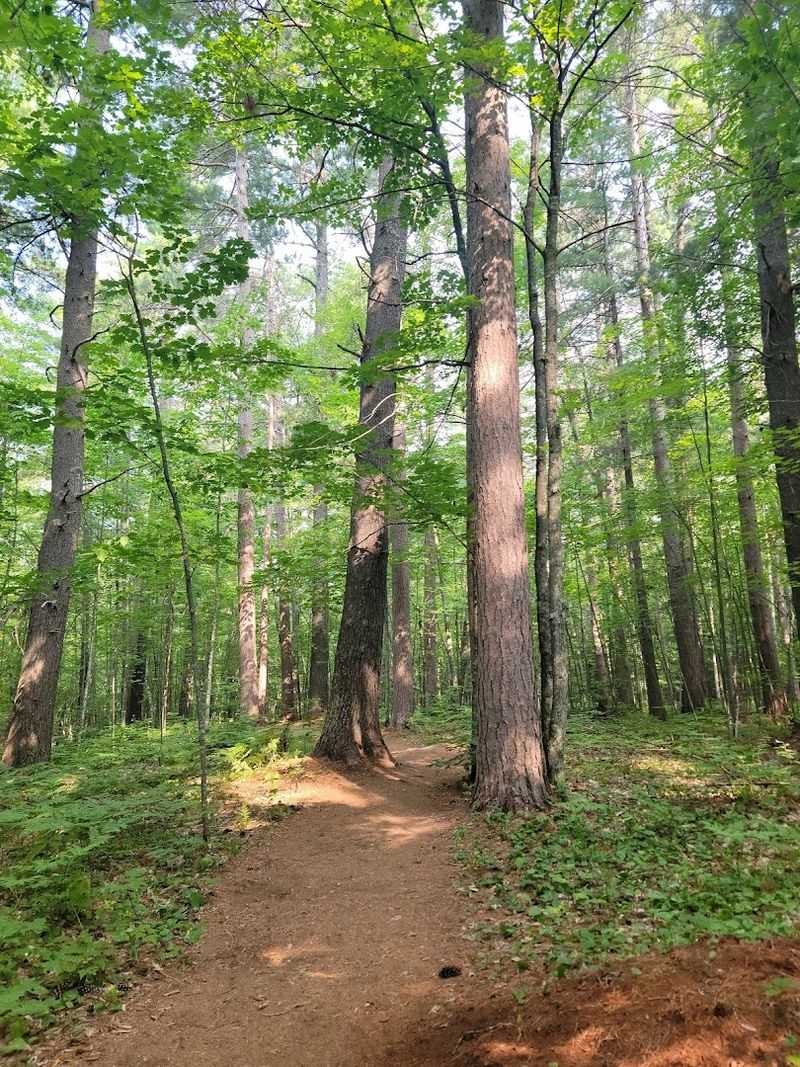 The Trail Leads Through Quiet Woods South Of Cornucopia