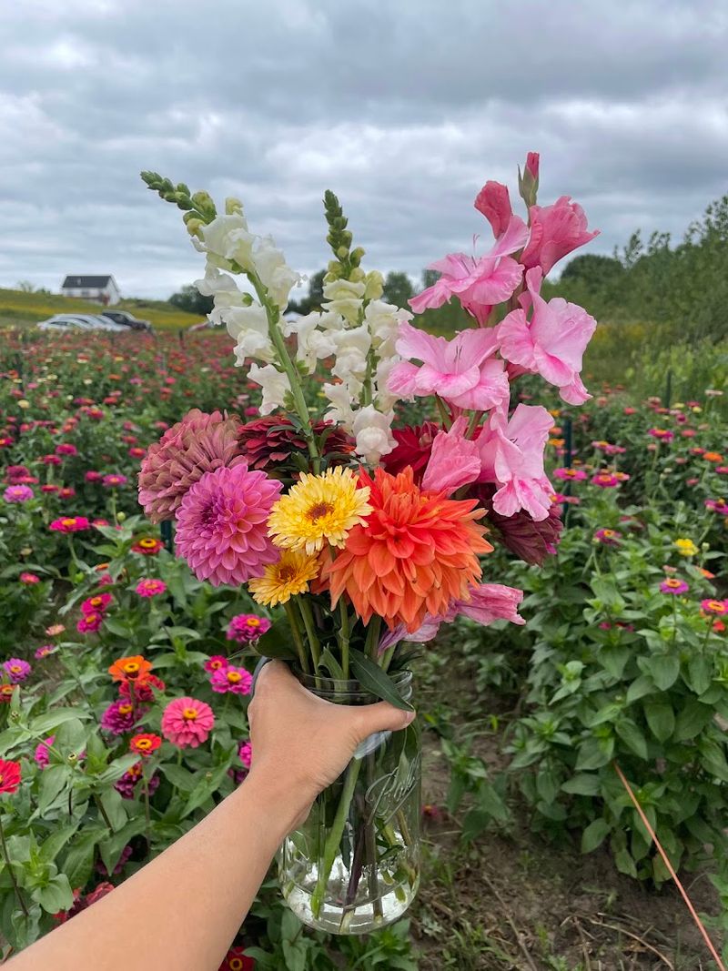 Visitors Can Cut Their Own Fresh Flowers