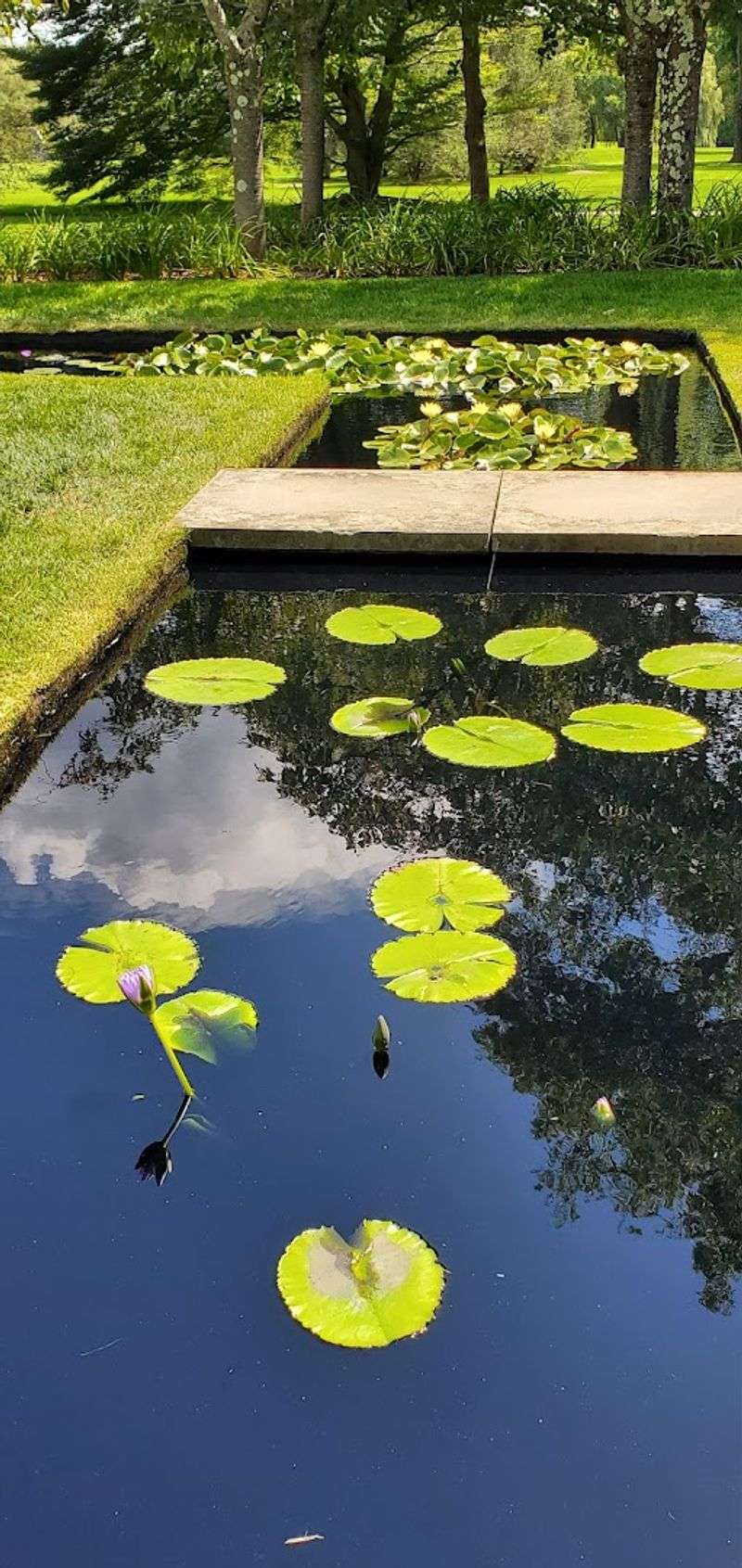 The Water Lily Garden And Its Teak Pavilion