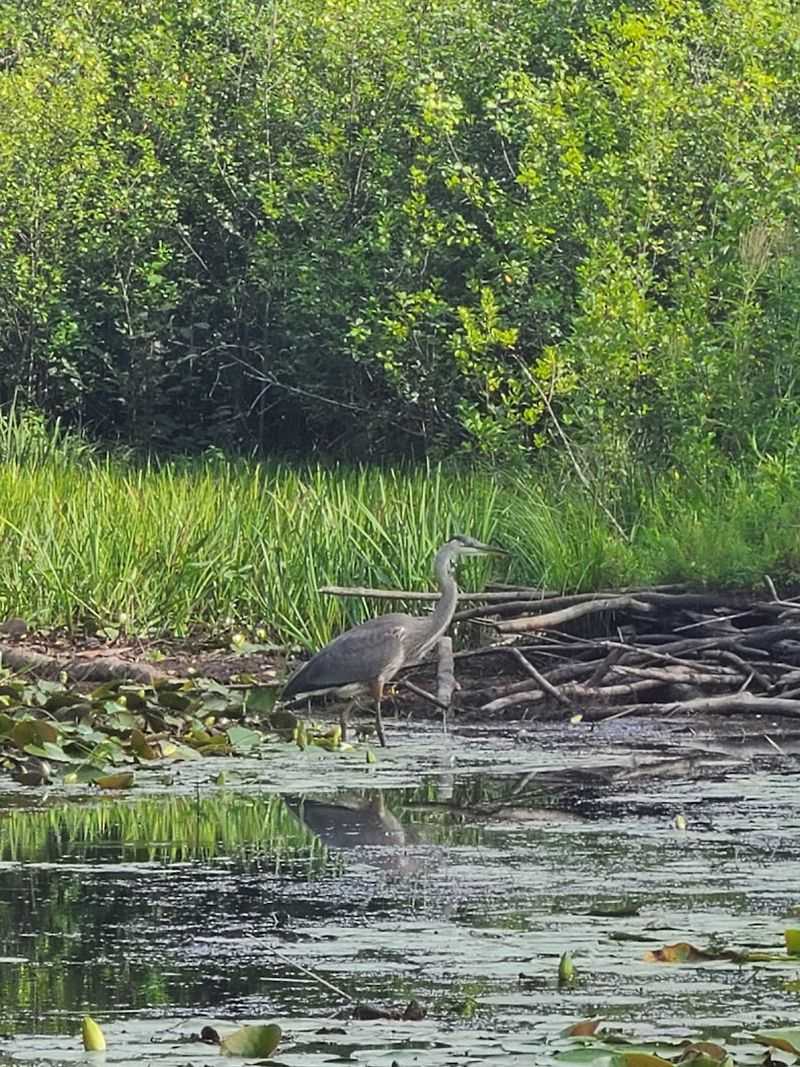 Birdwatching And Wildlife Along The Riparian Corridor