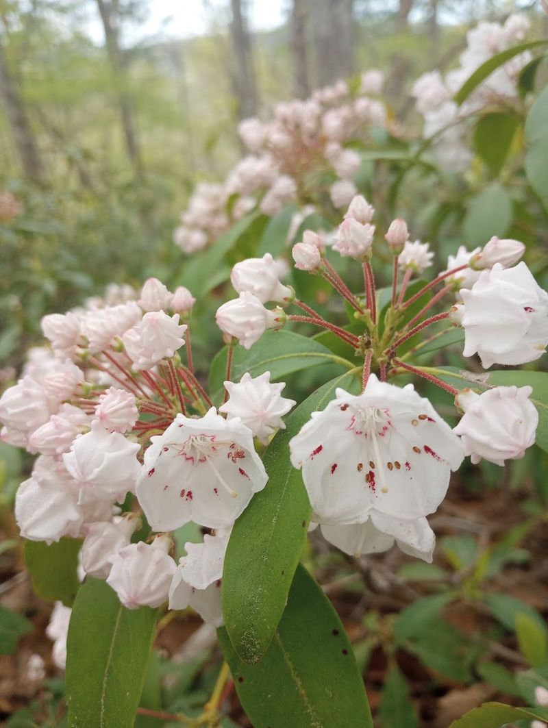 Over 300 Plant Species In One Preserve
