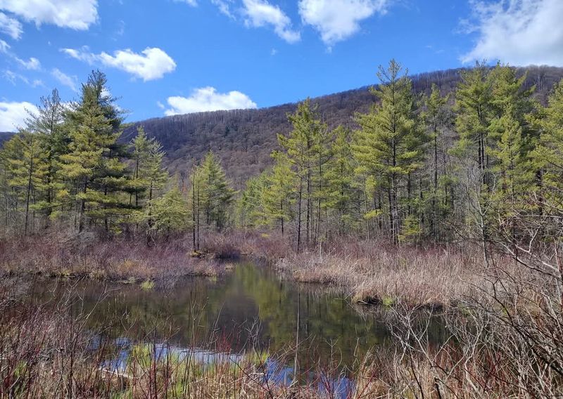 The Glacial Valley That Made This Ecosystem Possible