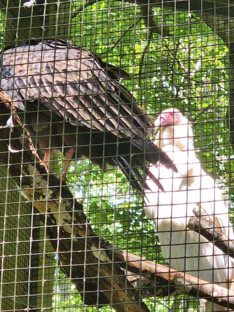 Wildlife Viewing Opportunities