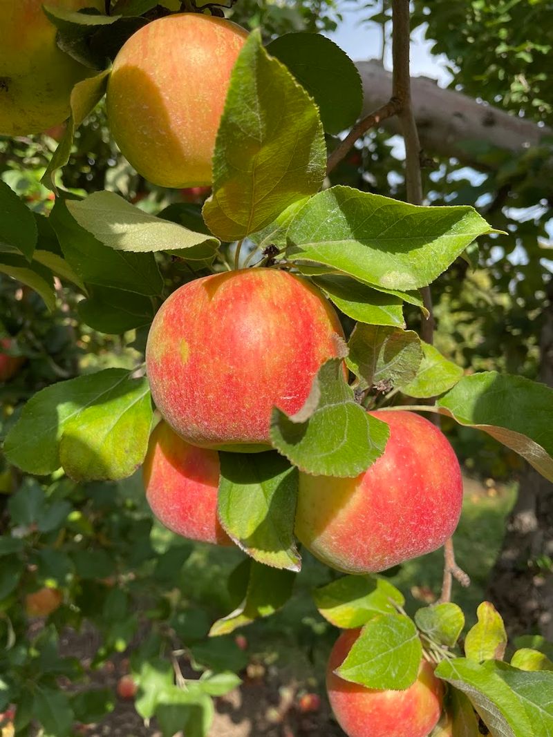 Apple Barn Orchard, Elkhorn