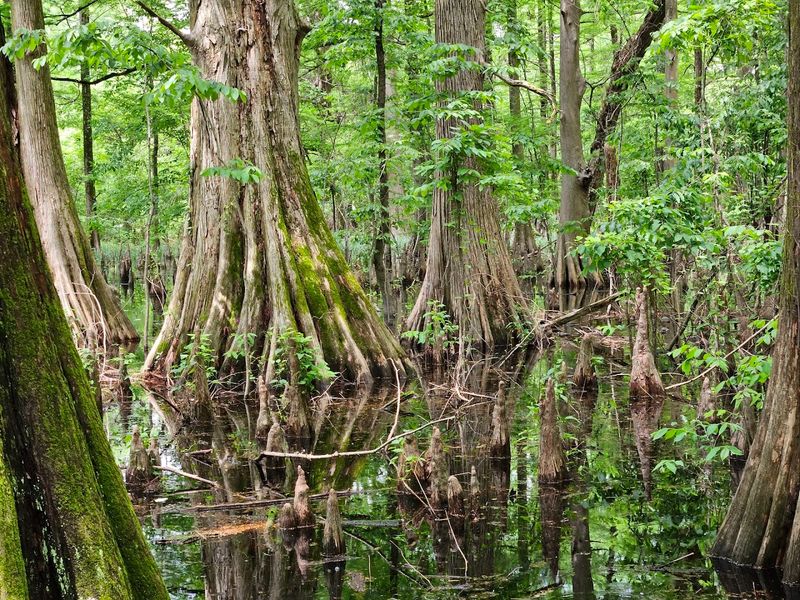 Greenville Cypress Preserve
