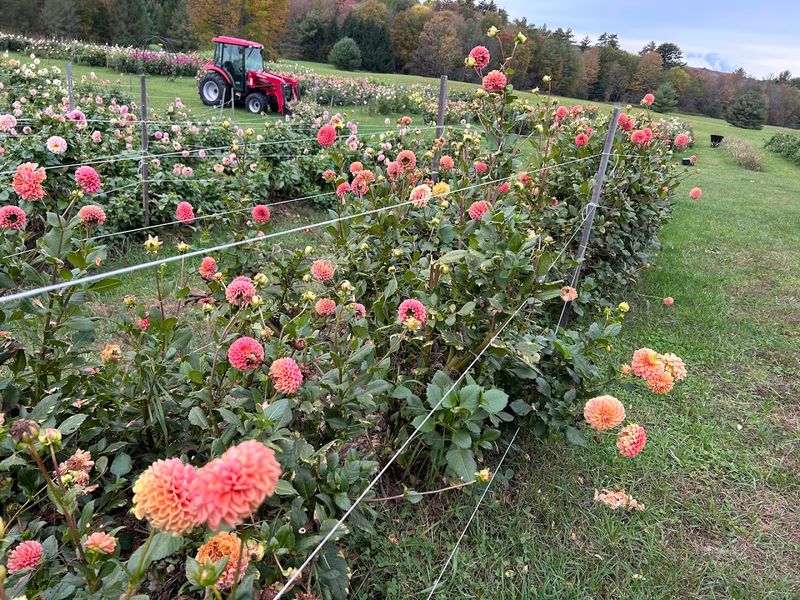Petals In Bloom Farm