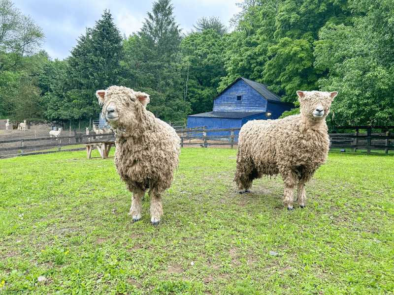 The Alpaca Trek Experience Explained