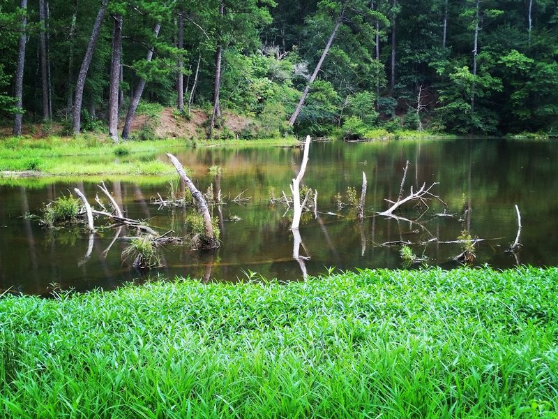 Clear Springs Campground