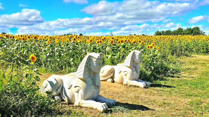 Cut-Your-Own Sunflowers To Bring The Beauty Home
