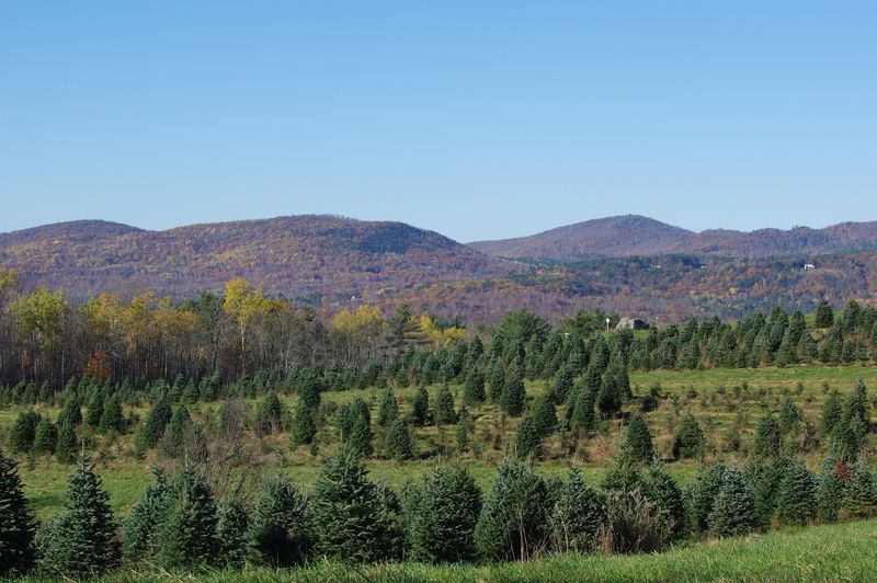 Community Events That Celebrate Natural Surroundings
