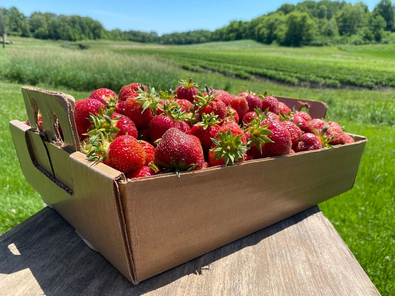 Bures Berry Patch (Barneveld)