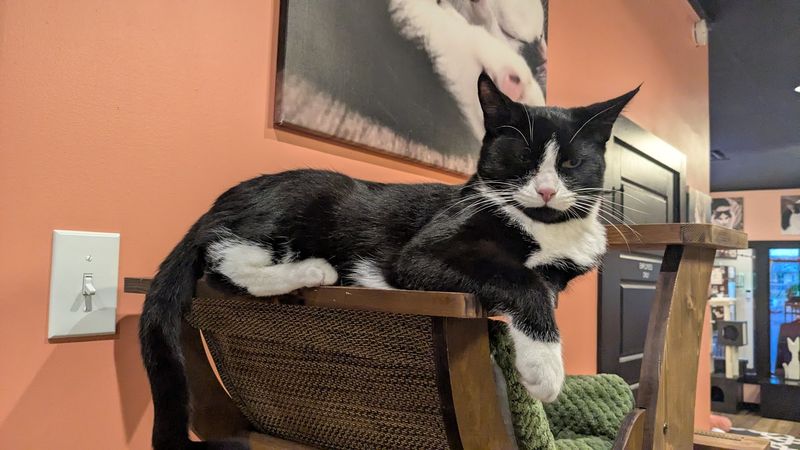 Why Catfeine Works As A Stress Relief Destination