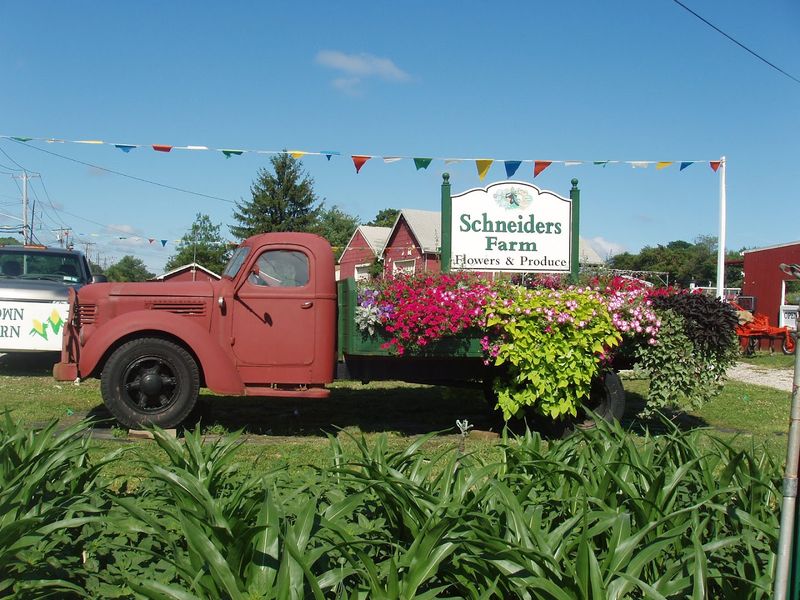 Schneiders Farm