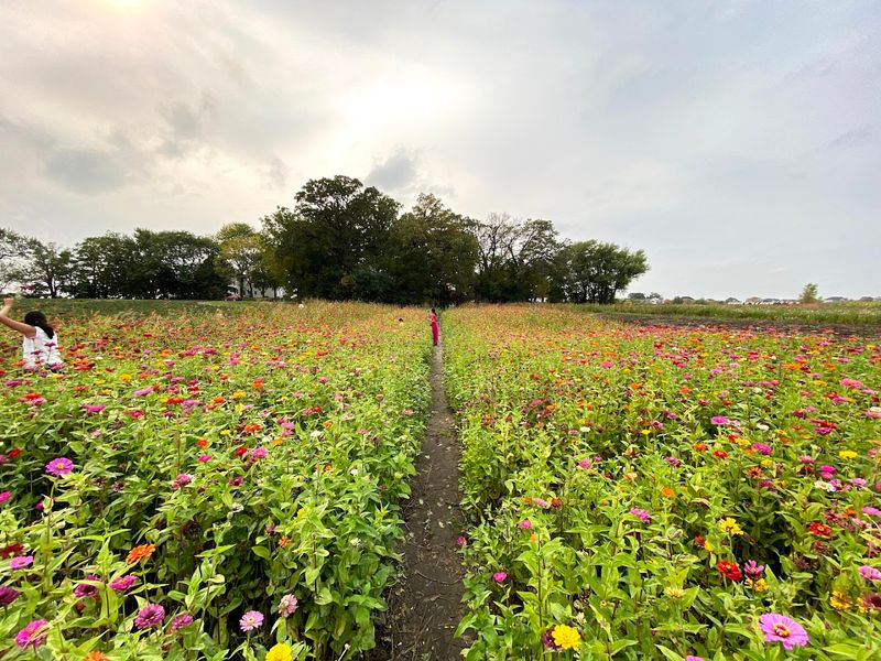 Mowed Paths Let Visitors Walk Right Through The Blooms
