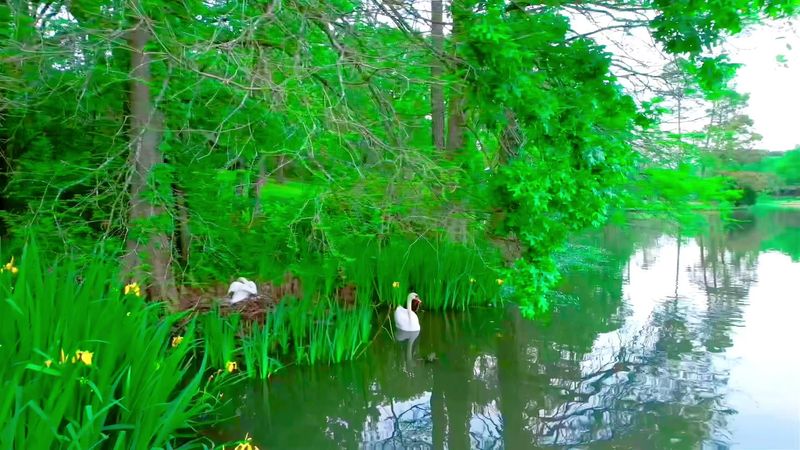 Cypress Swamp Trail At Natchez Trace