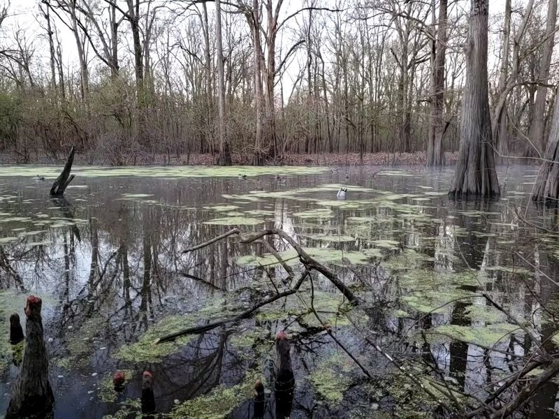 Delta National Forest