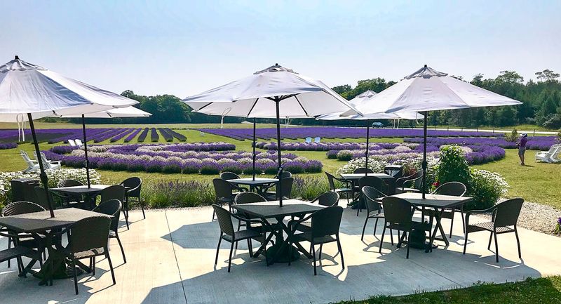 It Is One Of The Midwest's Largest Lavender Farms