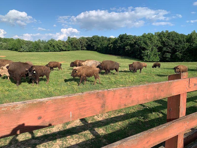 The Bison Herd That Will Stop You In Your Tracks