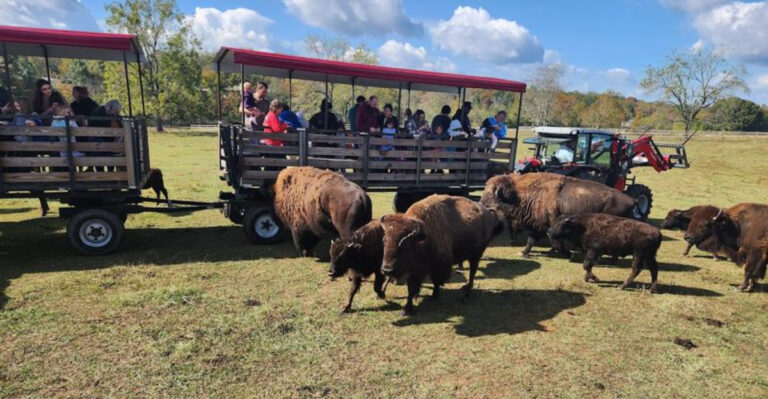 Most People Don’t Know Tennessee Has A Bison Ranch You Can Visit
