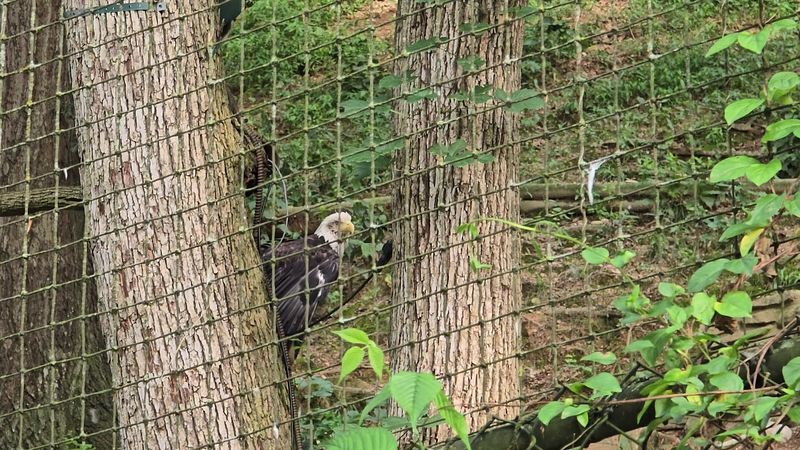 Wildlife Conservation Efforts