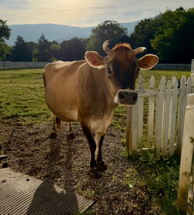 Farm Life Experiences Beyond The Saddle