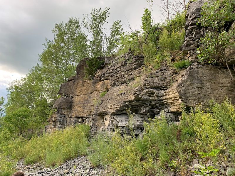 Rickard Hill Fossils