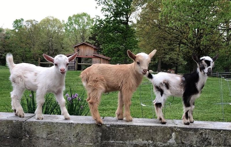 Little Tail Farms, Dunlap