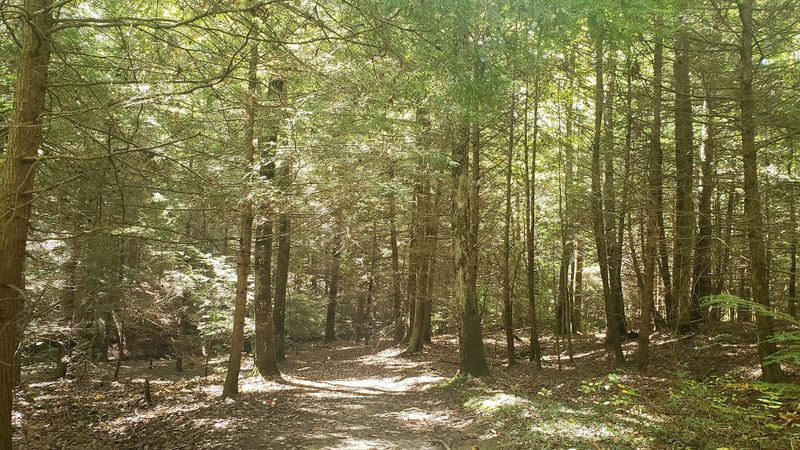 Old-Growth Hemlock Forest