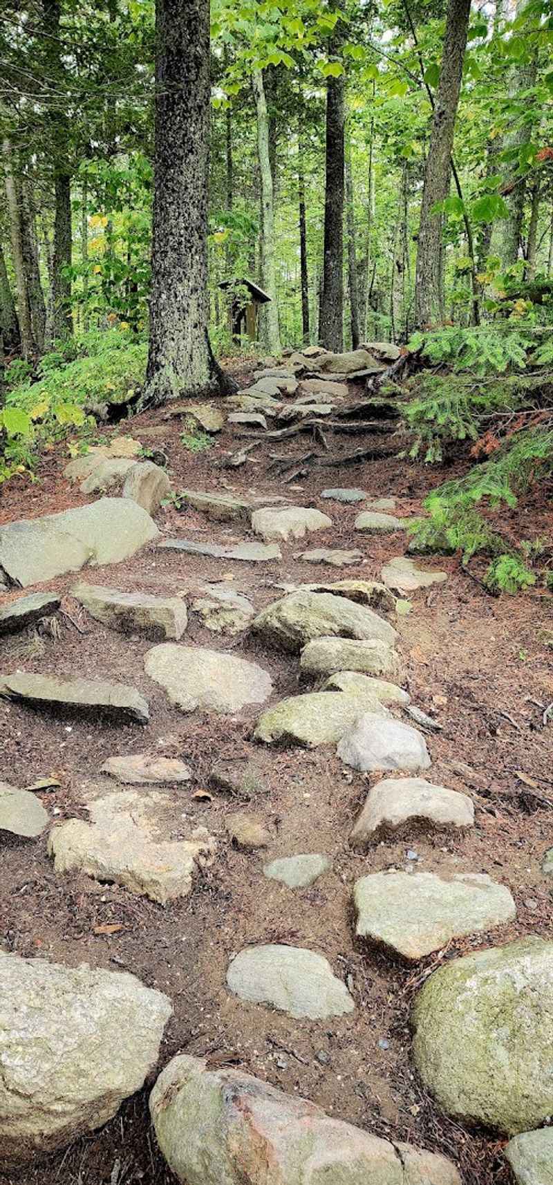 Amazing Forest Bathing Experiences