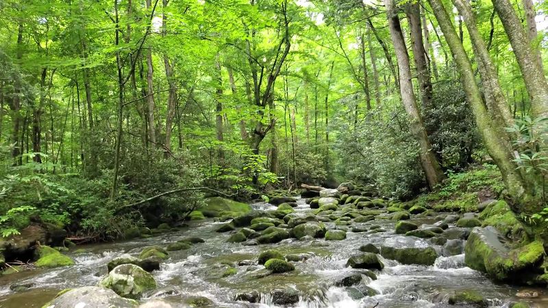 Roaring Fork Creek Runs The Entire Length Of The Drive