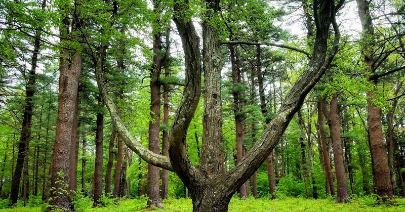 Ancient White Pines That Create A Forest Unlike Any Other In The Region