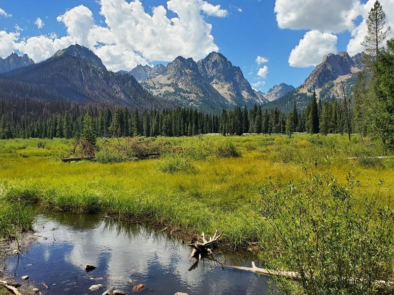 Local Wildlife And Flora Unique To The Idaho Mountain Region