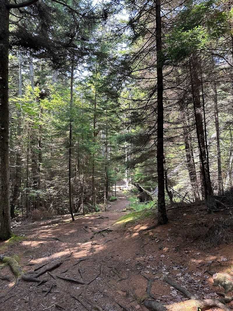 Cathedral Woods