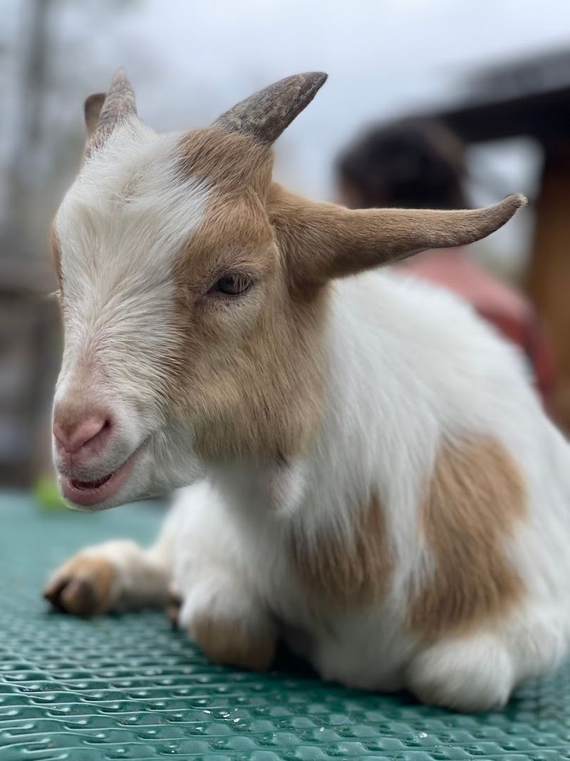 Frederick Farm Goat Rescue And Sanctuary