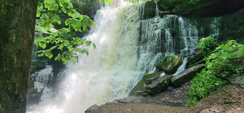 Local Flora Contributing To The Scenic Landscape