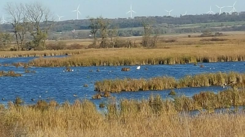 Horicon Marsh Boardwalk (Horicon)