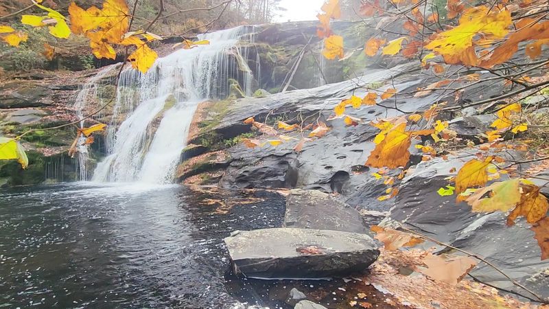 The Forest Framing The Falls