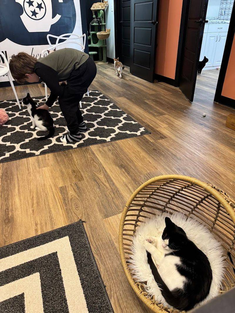 Meeting The Cats