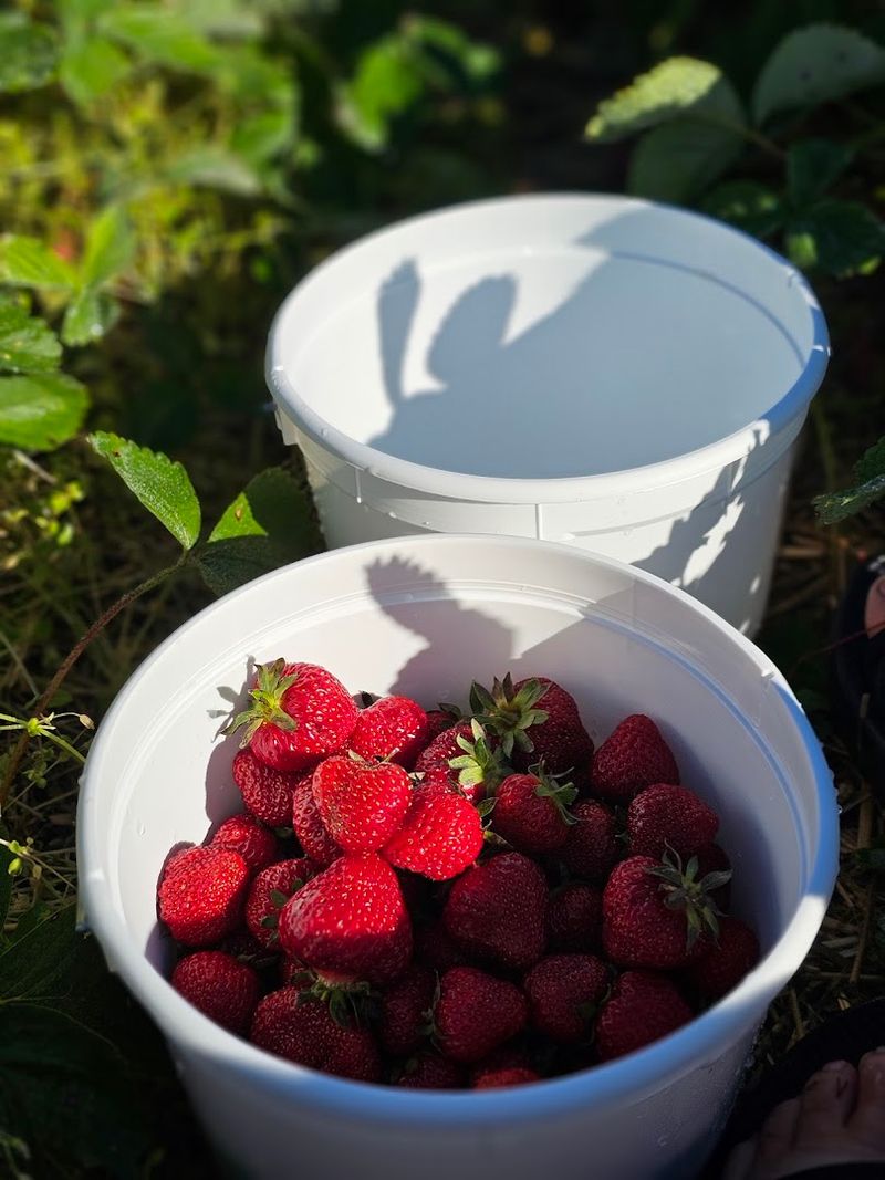 Strawberries Bring A Summer Season To The Orchard
