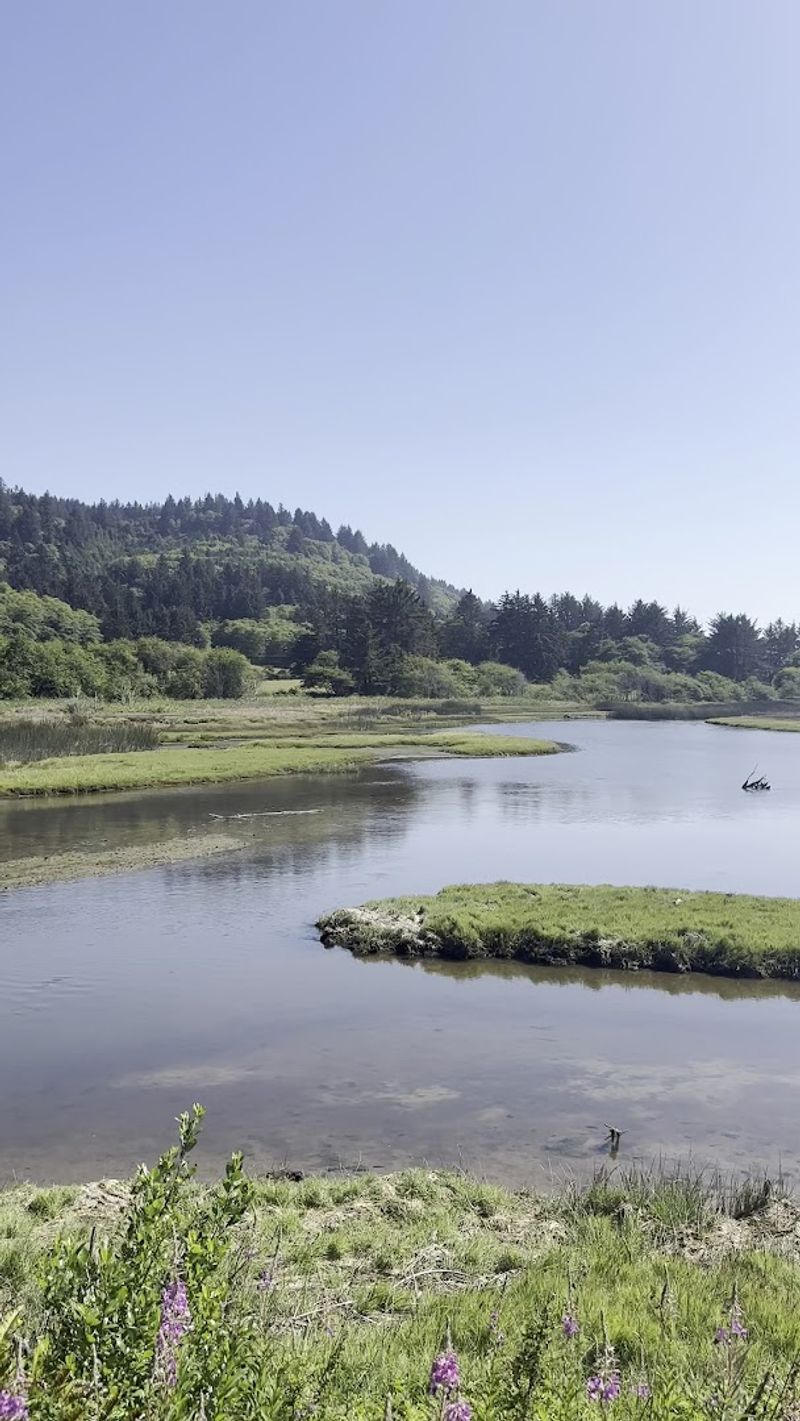 Rare Birdwatching Opportunities In Coastal Habitat